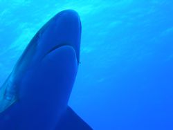 taken on our first drift dive into taputa pass.as soon as... by Laurence Hegarty Hegarty 